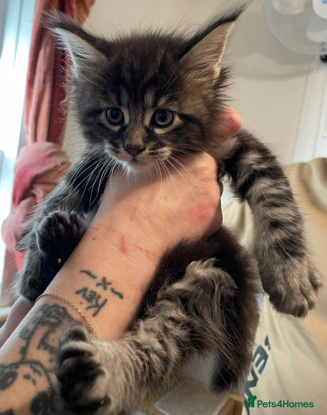 Maine Coon cats for sale: GCCF registered Maine Coon kitten - Advert 4