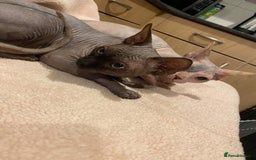 Sphynx cats for stud: Tica Registered Canadian Sphynx in Hull - Image 14