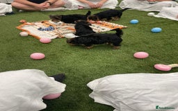Yorkshire Terrier dogs for sale: 7 male Yorkshire terriers ready to leave.  - Image 25