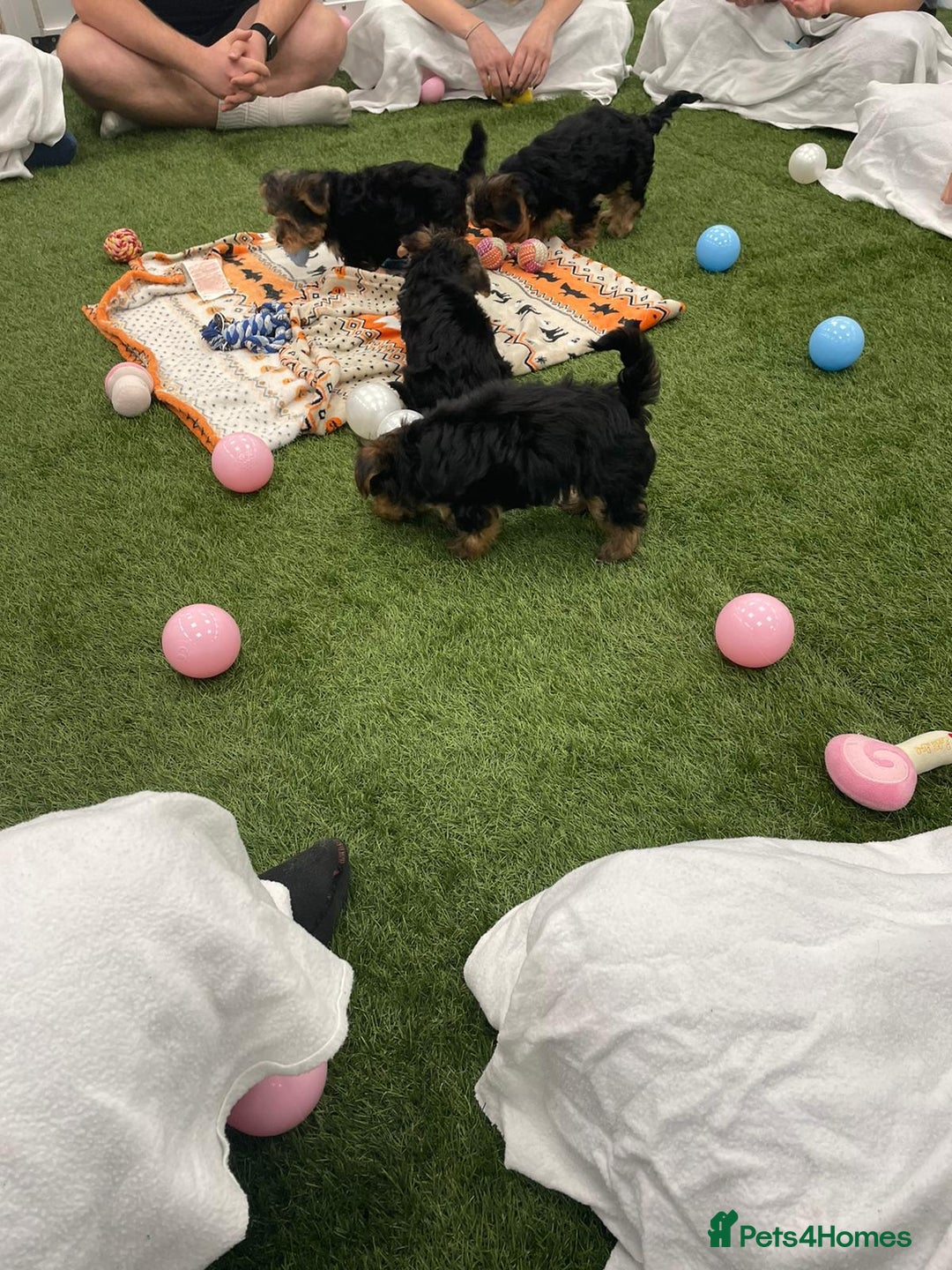 Yorkshire Terrier dogs for sale: 7 male Yorkshire terriers ready to leave.  - Image 25