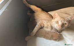 Mixed Breed cats for sale: Jack and Jill ready for a home  - Image 4