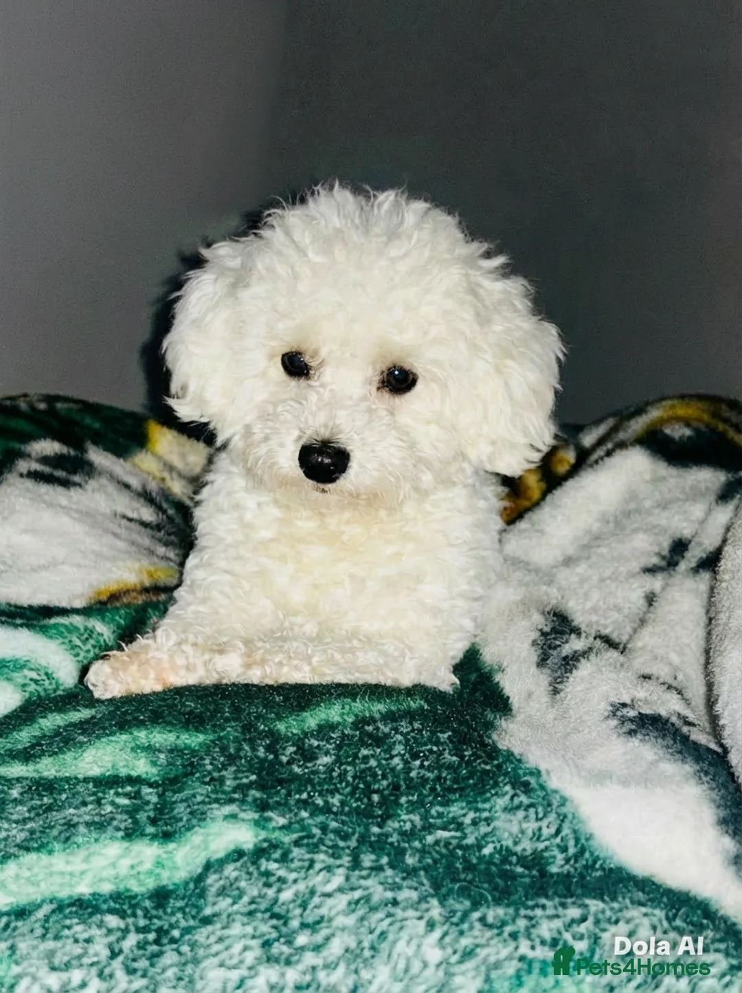 Cavapoochon dogs for sale: F1B Cavapoochon Puppies - Advert 2