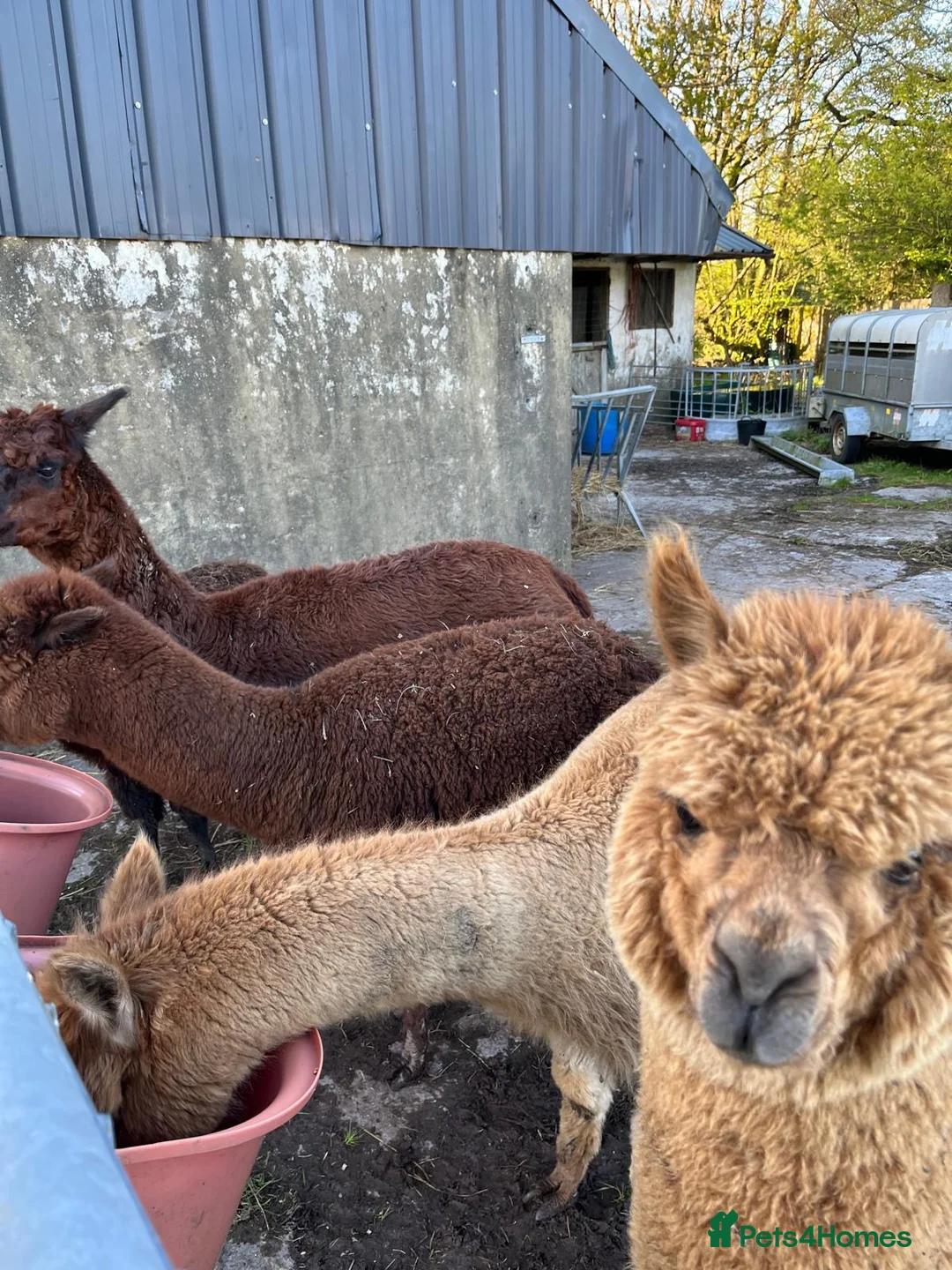 Alpaca livestock for sale: Two females, One male  - Advert 2