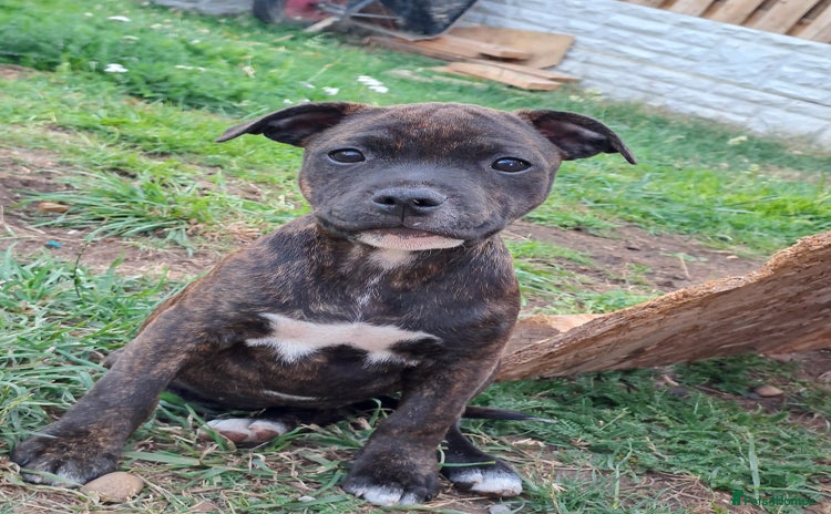 Staffordshire Bull Terrier dogs in Doncaster - Advert 7