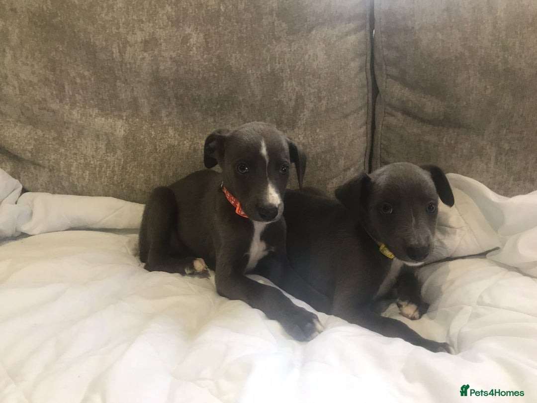 Whippet dogs for sale: Whippet puppies  - Image 7