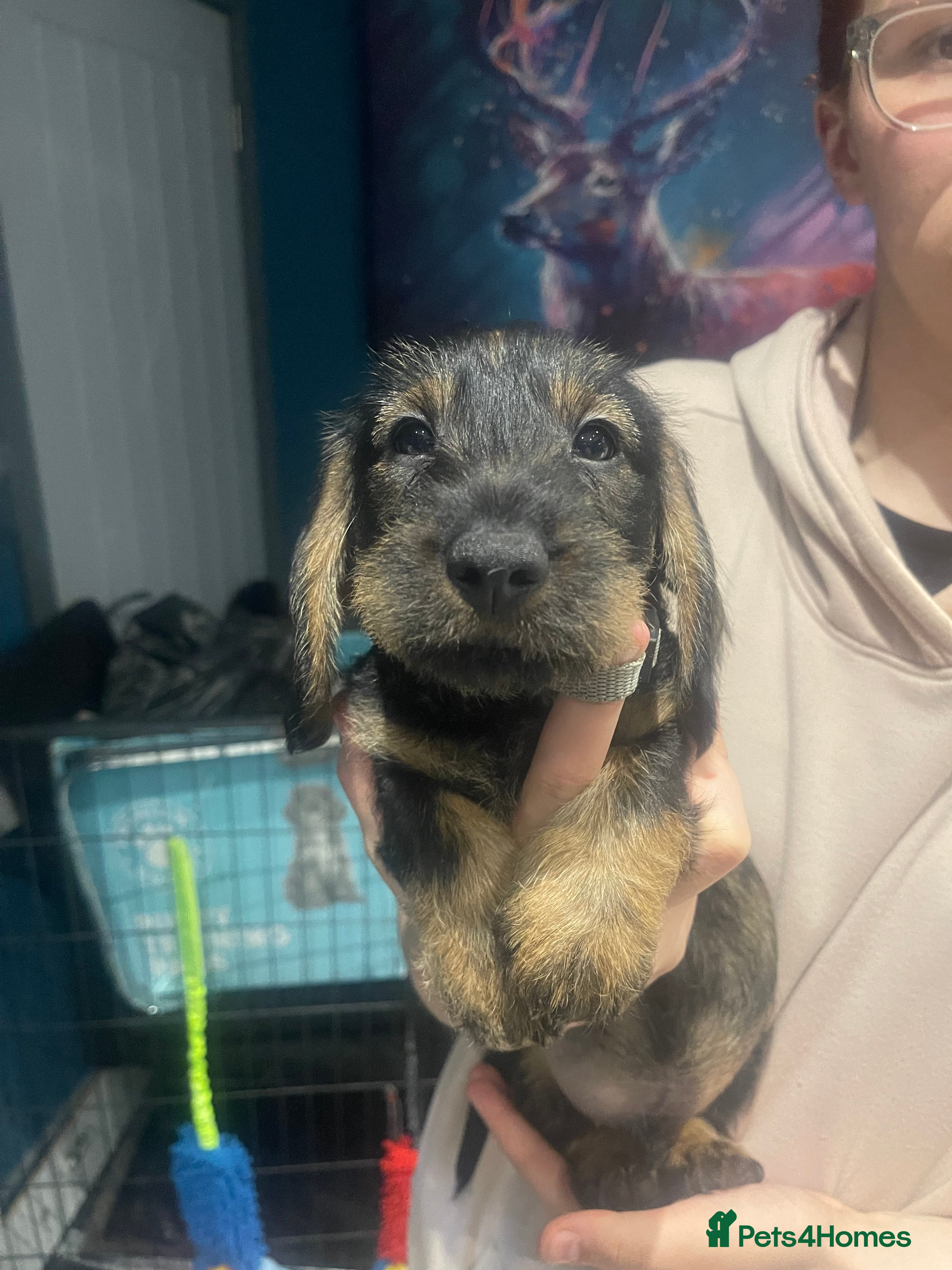 Dachshund dogs KC registered Standard wirehaired dachshund  - Advert 2
