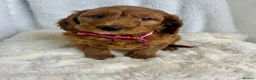 Goldendoodle dogs for sale: Top quality, health tested multiGen Double Doodles - Advert 10