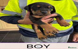 Dobermann dogs for sale: Doberman puppies for sale boys & girls  - Image 7