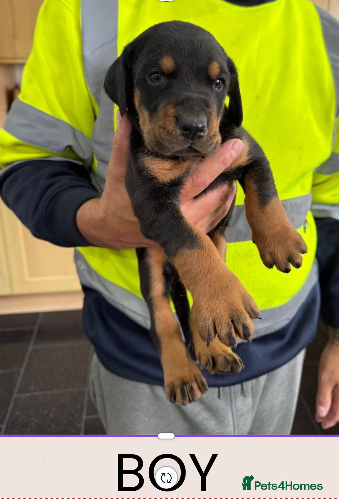 Dobermann dogs for sale: Doberman puppies for sale boys & girls  - Image 7