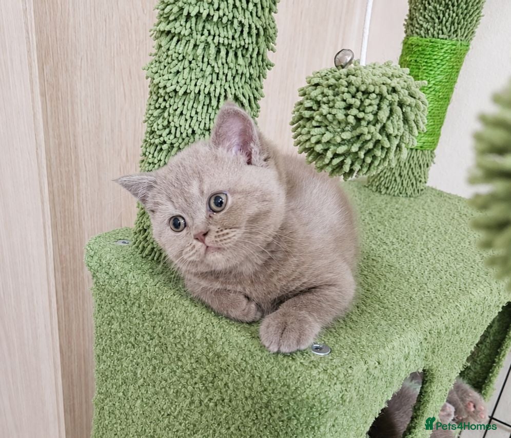 British Shorthair cats Chocolate and lilac BSH and longhaired kittens - Advert 1