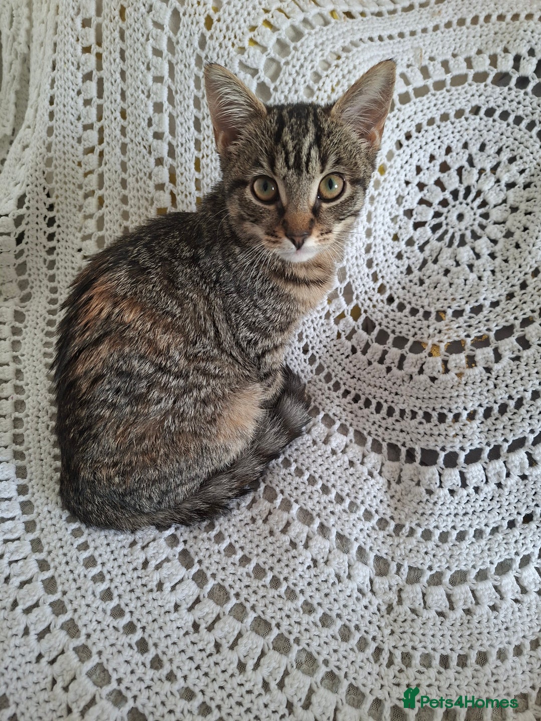 Domestic Shorthair cats for sale: Miss alice s - Advert 7