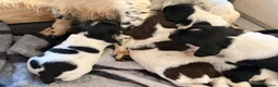 English Springer Spaniel dogs for sale: Beautiful Kc Registered Springer Pups..  - Advert 7