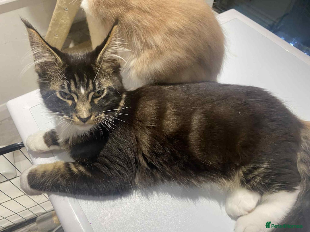 Maine Coon cats for sale: Xl mainecoon kittens  - Image 14