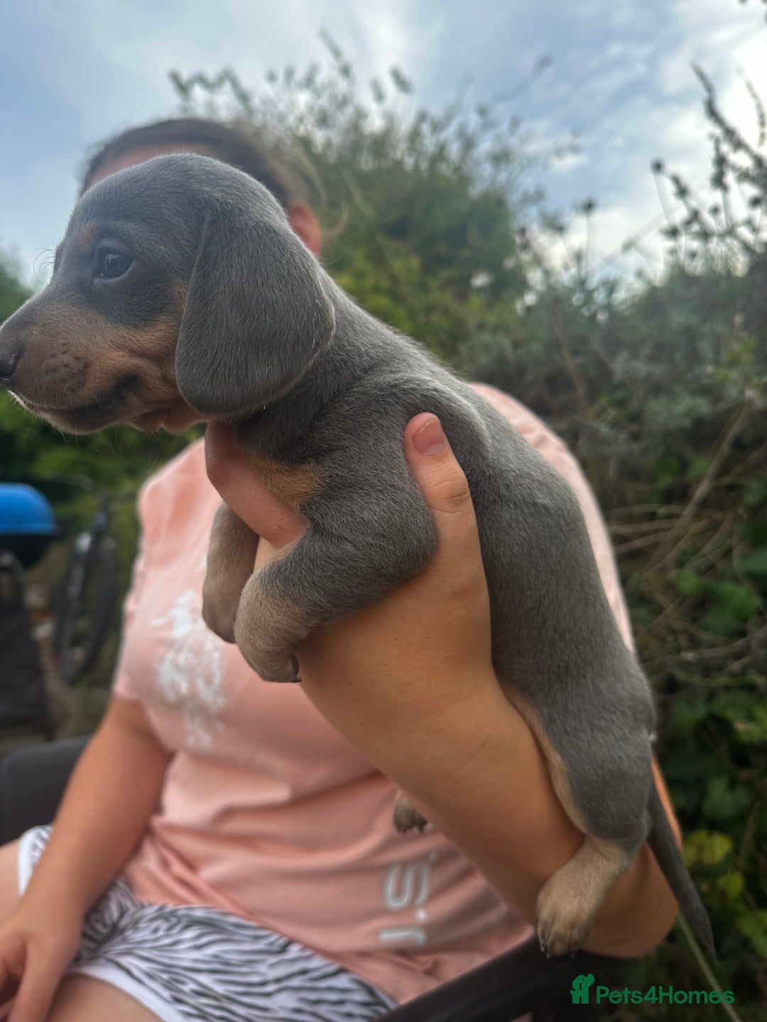 Dachshund dogs for sale: Beautiful dachshund puppies  - Image 5