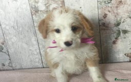 Bordoodle dogs for sale: Adorable & Confident Collie x poodle pups - Image 6