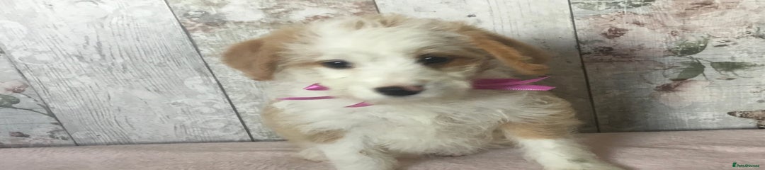 Bordoodle Puppy 5