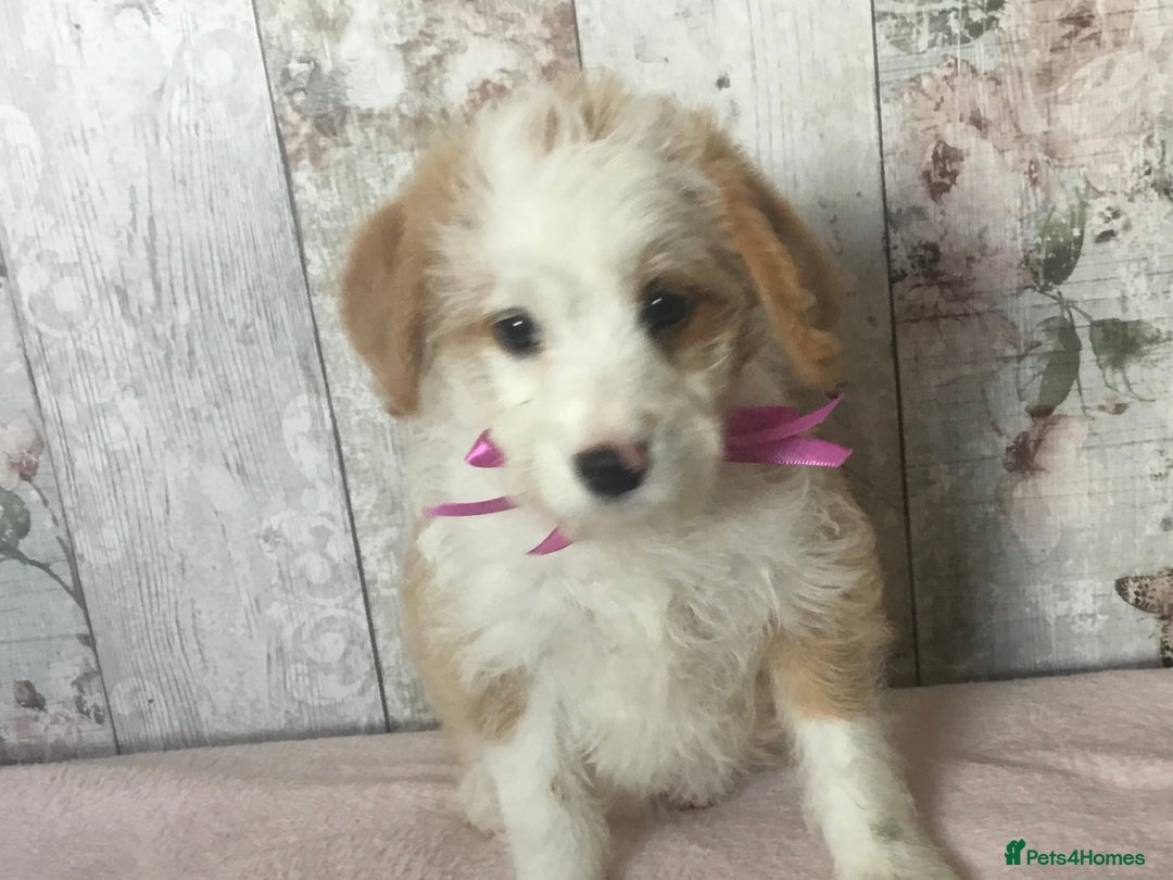 Bordoodle dogs for sale: Adorable & Confident Collie x poodle pups - Image 6