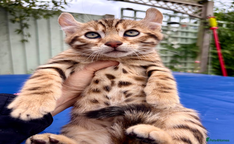 Keetso cats Rare curled eared rosetted keetso male  - Advert 1