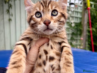 Keetso cats Rare curled eared rosetted keetso male - Advert 12