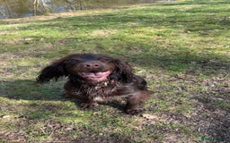 Cockapoo dogs for sale: Beautiful Thick coated Fluffy F1 Toy Cockapoo pups - Advert 2