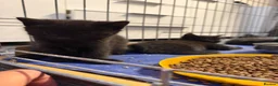 Mixed Breed cats for sale: Black kittens, gorgeous temperament and playful - Advert 5