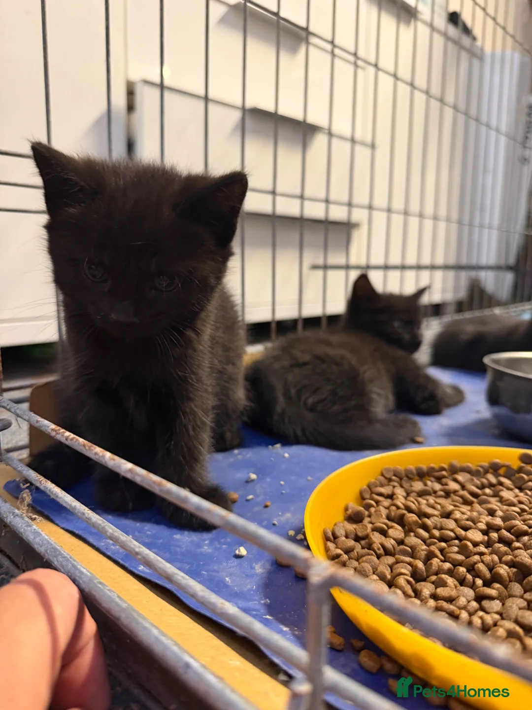 Mixed Breed cats for sale: Black kittens, gorgeous temperament and playful - Advert 5