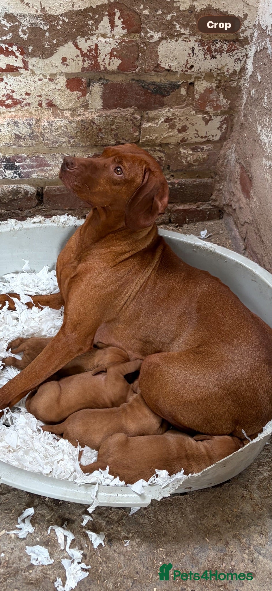 Hungarian Vizsla dogs HUNGARIAN SHORT HAIRED VIZSLA PUPPIES AVAILABLE  - Advert 2
