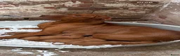 Hungarian Vizsla dogs for sale: HUNGARIAN SHORT HAIRED VIZSLA PUPPIES AVAILABLE  - Advert 2