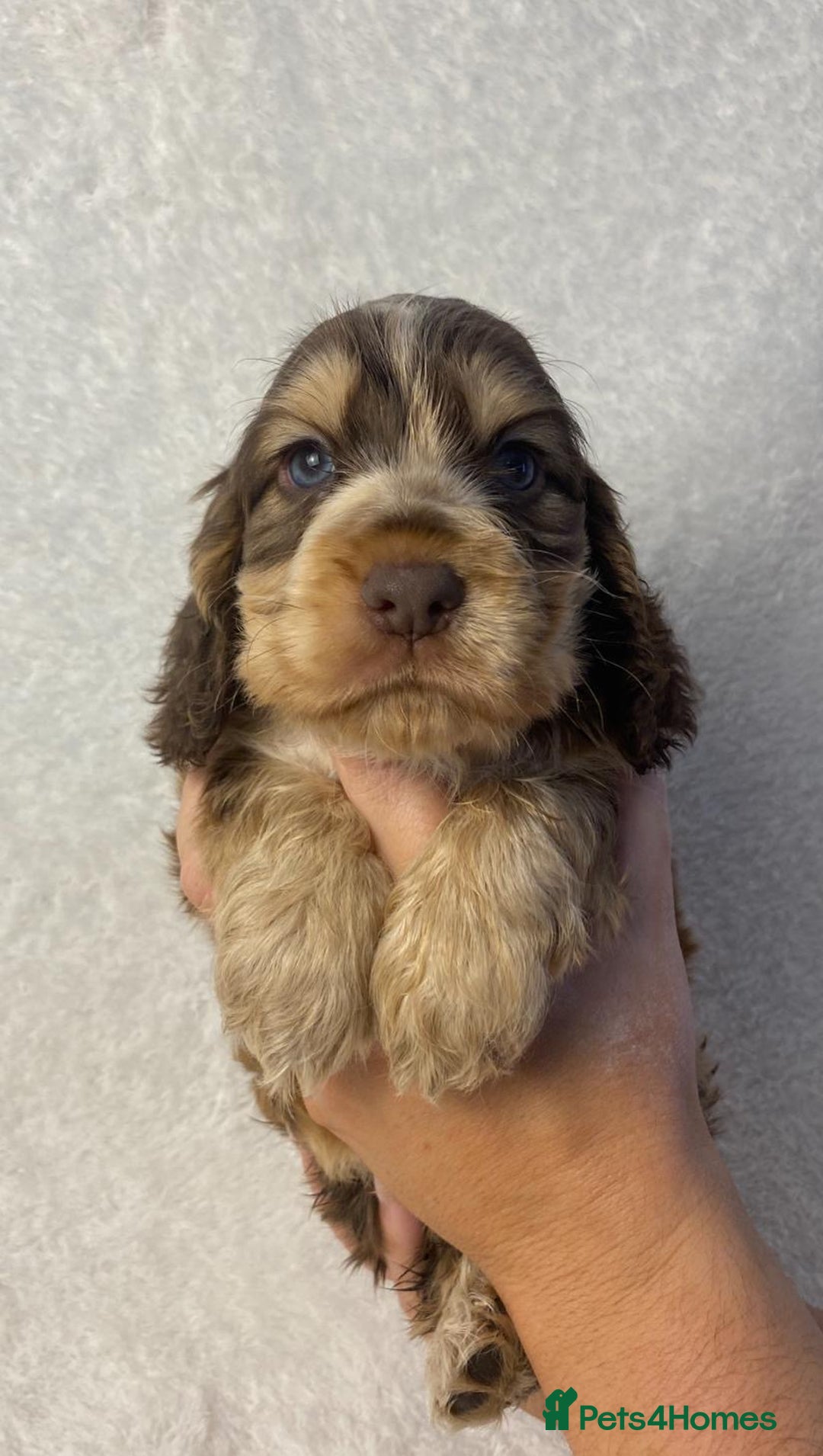 Cocker Spaniel dogs for sale: Show type cocker spaniels  - Image 7