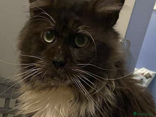 Maine Coon cats HANDSOME OSCAR LOOKING HIS NEW FAMILY - Advert 5