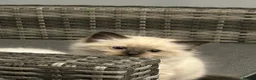 Ragdoll cats for sale: Rag doll boys fully health tested Gccf registered  in Lincoln - Advert 6