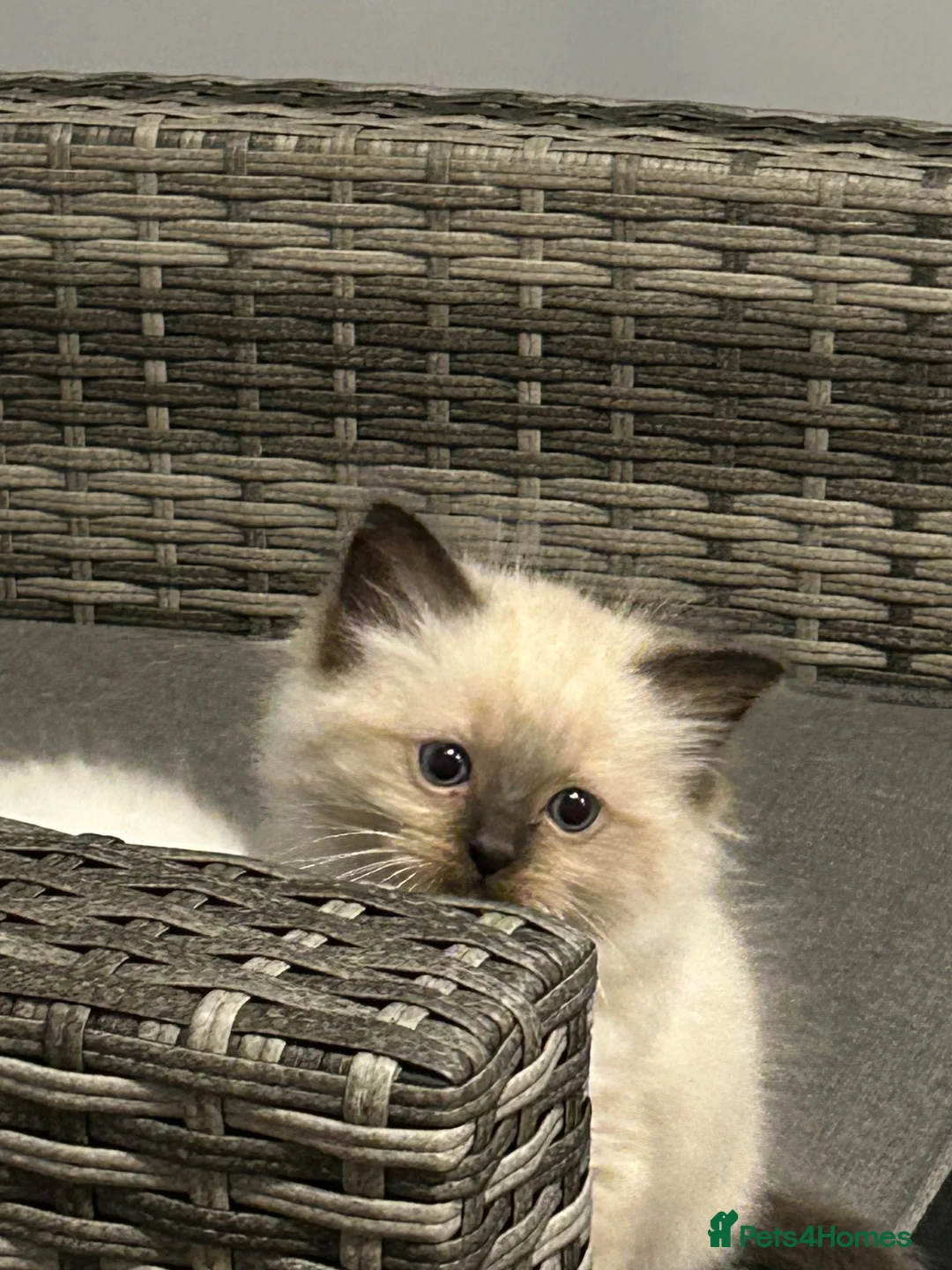 Ragdoll cats for sale: Rag doll boys fully health tested Gccf registered  in Lincoln - Advert 6