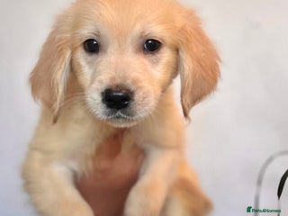 Golden Retriever dogs - Advert 16