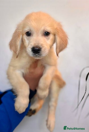 Golden Retriever dogs - Advert 10