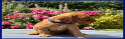 Cockapoo dogs for sale: Gorgeous Fox Red F1 Cookapoos  - Advert 7