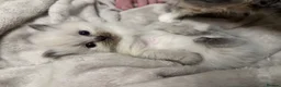 Ragdoll cats for sale: Beautiful Ragdoll kittens  - Advert 18