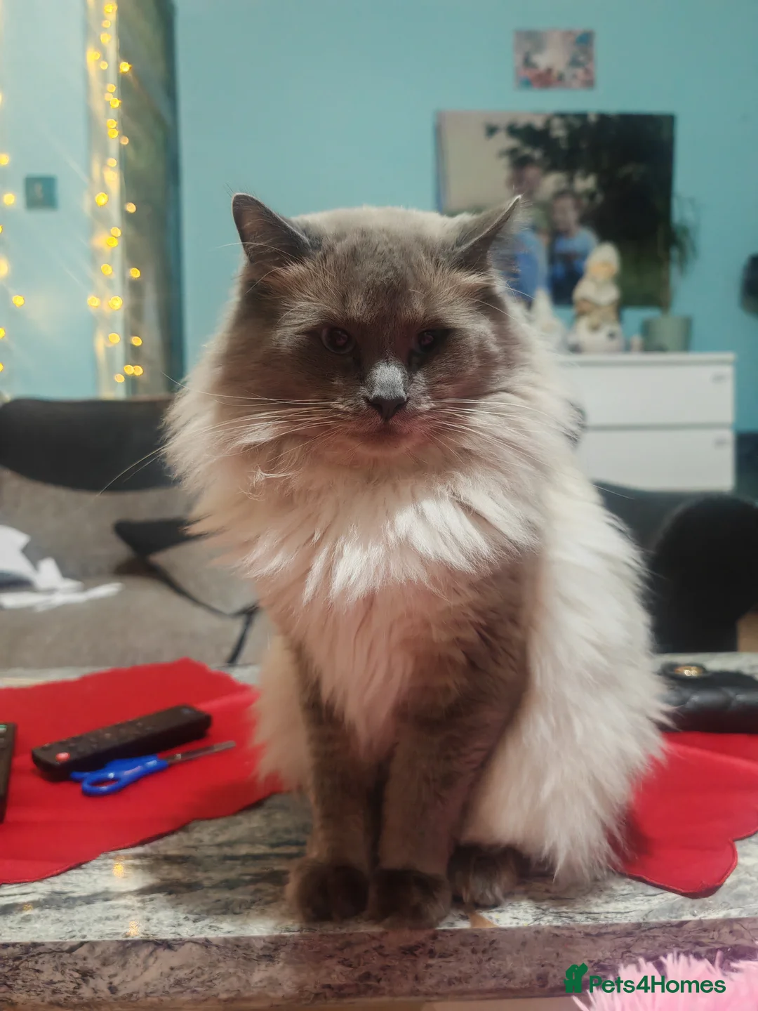 Ragdoll cats for stud: BEAUTIFUL BLUE POINT LARGE STUD RAGDOLL in Preston - Advert 4