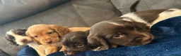 Cocker Spaniel dogs for sale: Cocker Spaniel Puppies  - Advert 18