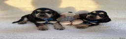 Cocker Spaniel dogs for adoption: showtime cocker spaniel puppies in Ipswich - Advert 9