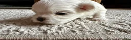 Maltese dogs for sale: Beautiful KC Maltese puppies - Advert 4