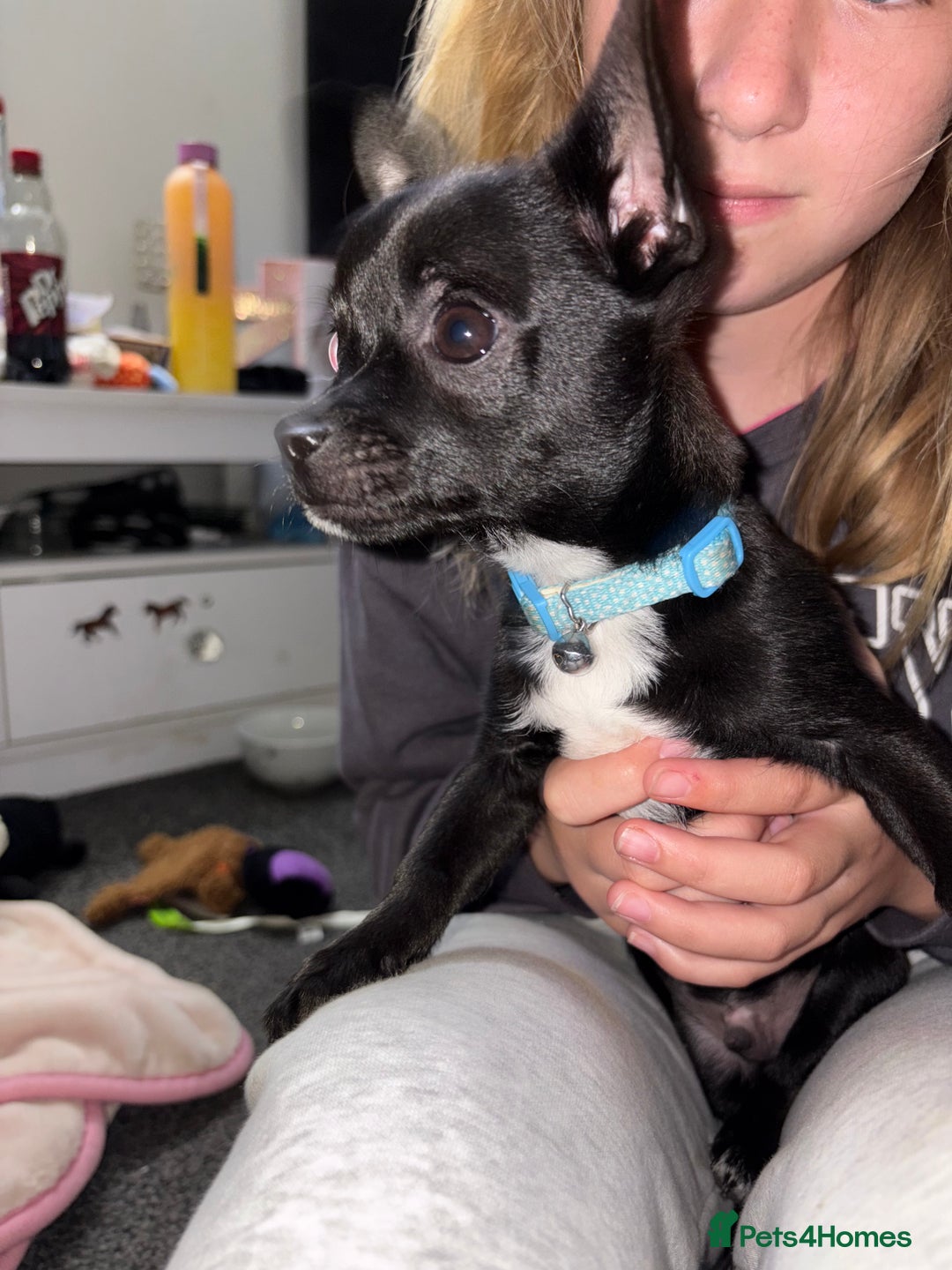 Chihuahua dogs for sale: Male chihuahua for sale  - Image 4