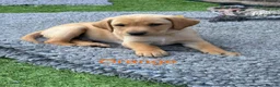 Labrador Retriever dogs for sale: Gorgeous Back & Yellow Pedigree Labradors  - Advert 12