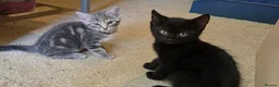 Mixed Breed cats for sale: Playful and sweet kittens  - Advert 17