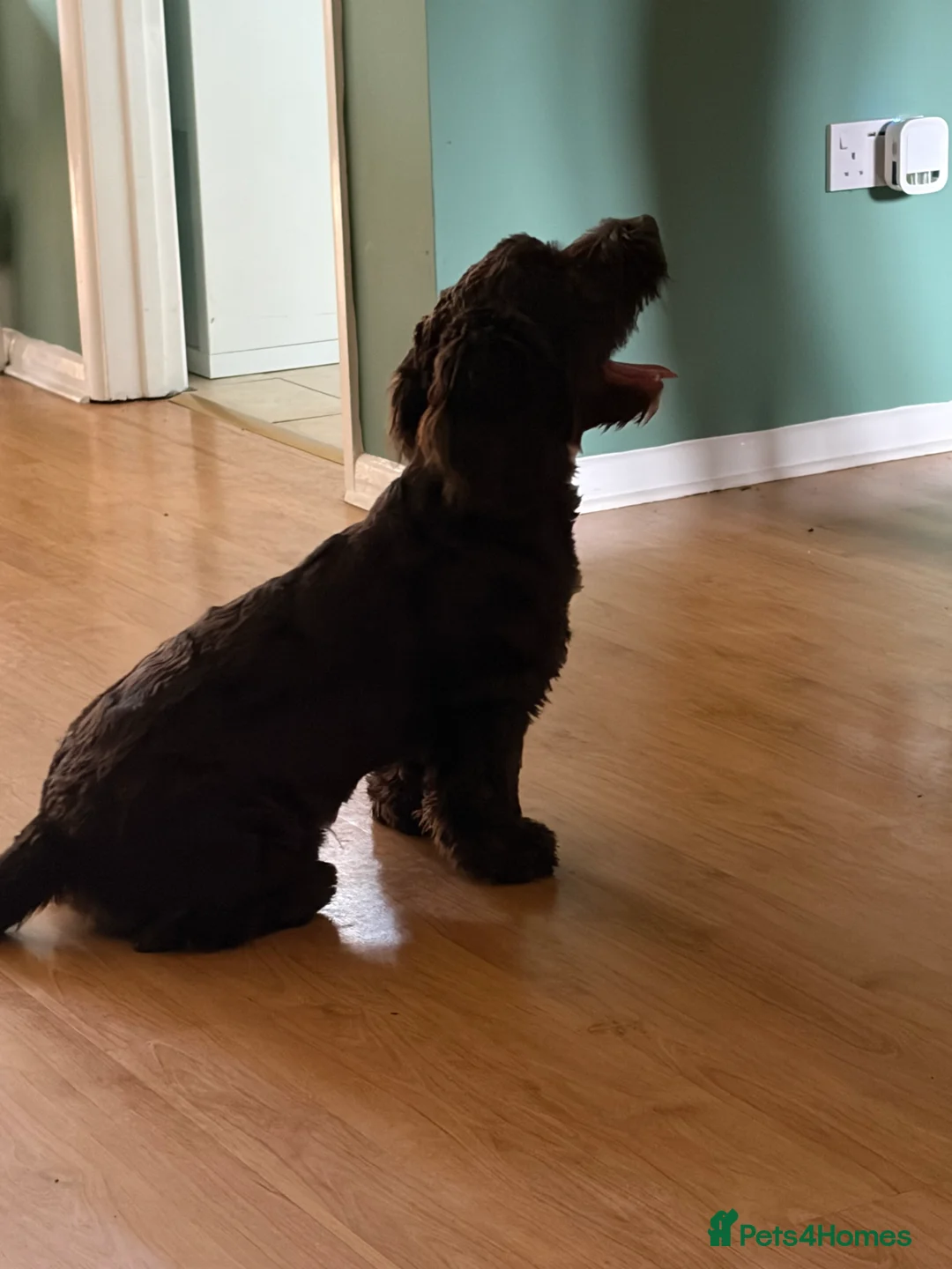 Springador dogs for sale: 6 month old springador  - Advert 2