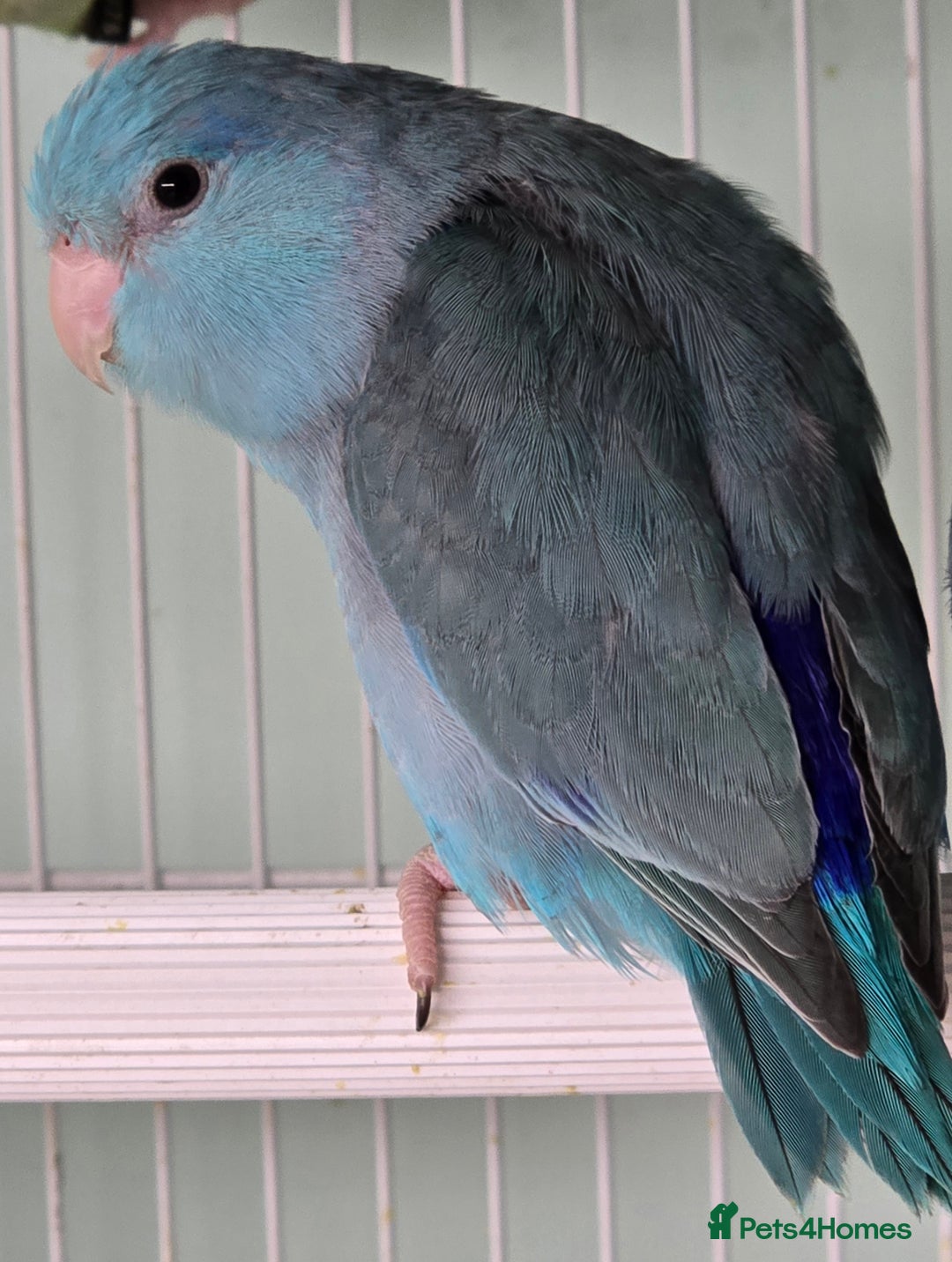 Mixed Breed birds for sale: Stunning Baby Parrotlets available now!!! - Advert 3
