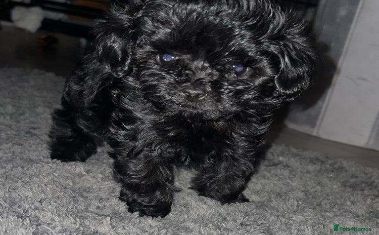 Cavapoo dogs 1 Beautiful girl looking for her forever home 🐾🐾 - Advert 5