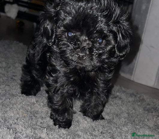 Cavapoo dogs 1 Beautiful girl looking for her forever home 🐾🐾 - Advert 5