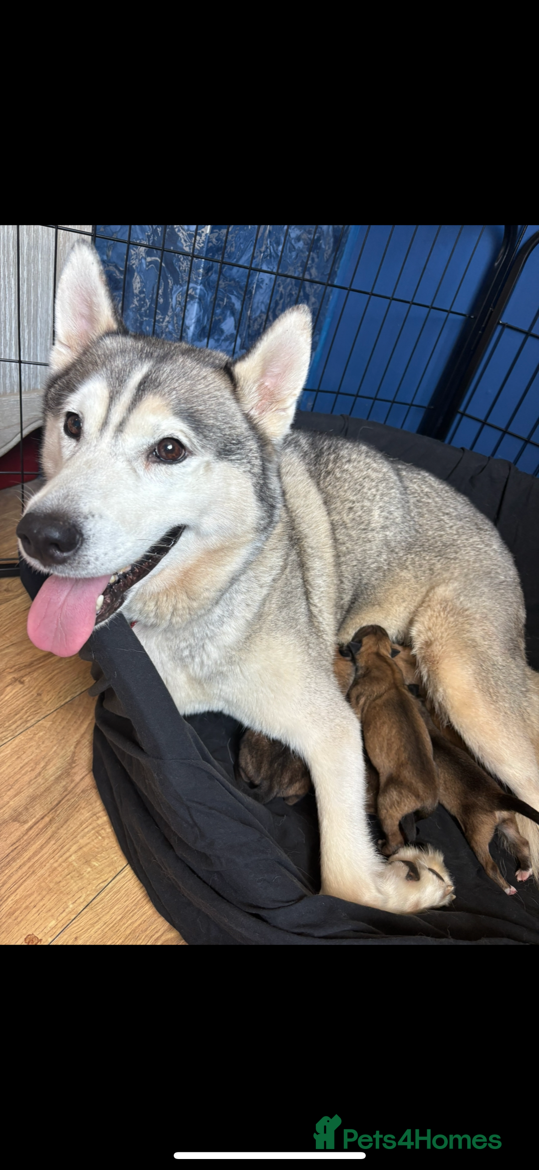 Mixed Breed dogs for sale: Siberian husky cross belgian malinois - Image 36