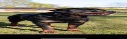 Rottweiler dogs for stud: Proven kc reg Health tested hip and elbow scored in Windsor - Advert 7