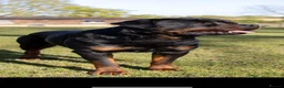 Rottweiler dogs for stud: Proven kc reg Health tested hip and elbow scored in Windsor - Advert 7